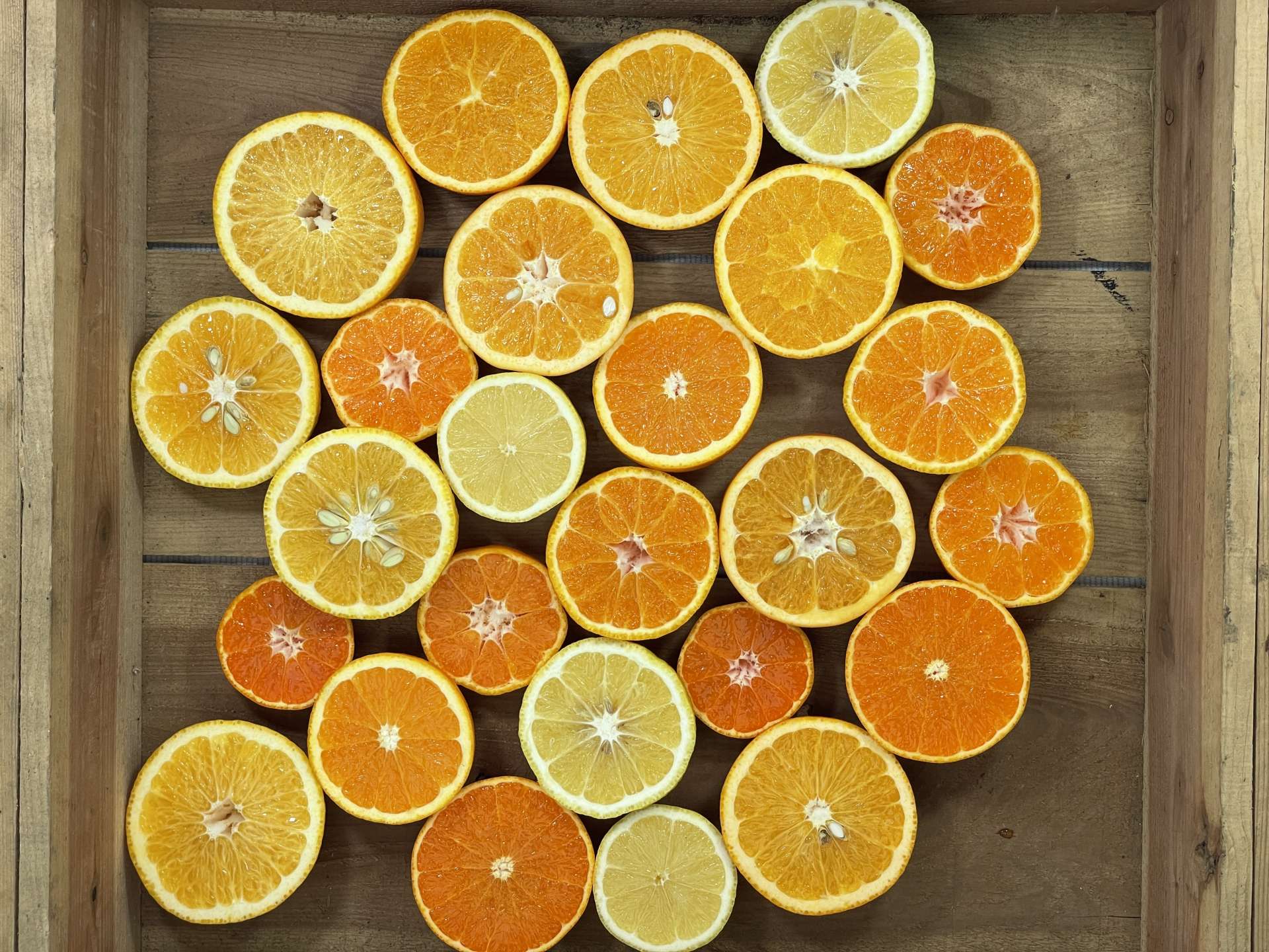 有田の柑橘を色々楽しみたい方へ柑橘ごろごろっと詰め合わせ【通販】｜株式会社みかんの会