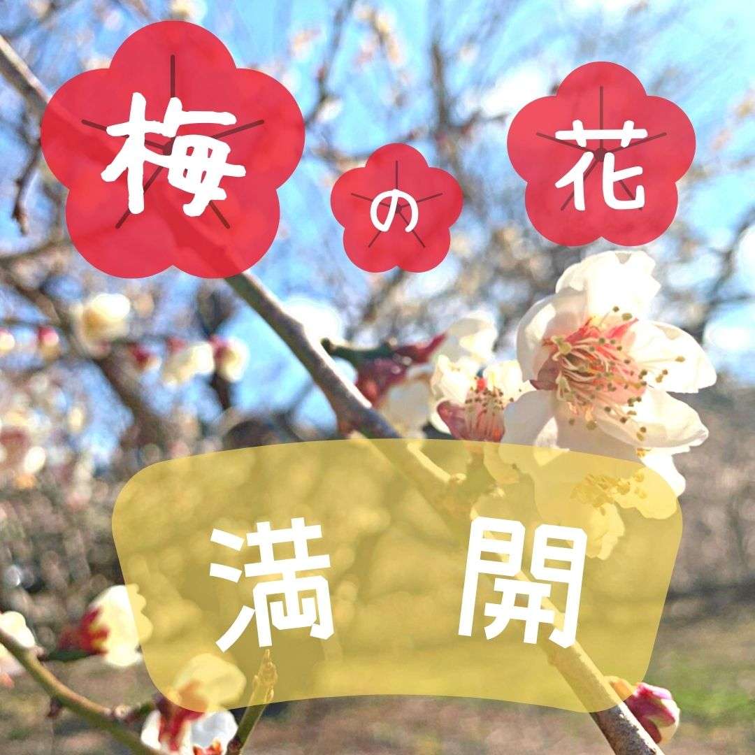 【和歌山県】梅の花が見頃です沢山実るといいなぁ｜株式会社みかんの会