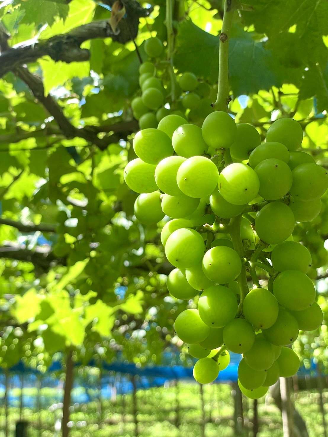 風車が見える千葉山の巨峰🍇育ってきたよ【有田川町】｜株式会社みかんの会