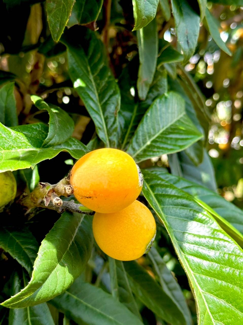 この時期にオレンジ色に輝く✨果物・・枇杷｜株式会社みかんの会　和歌山有田の枇杷通販