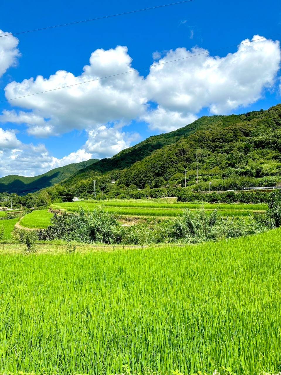 夏の田園風景がすごくきれい✨お米の成長をお届け｜株式会社みかんの会 和歌山有田のお米通販