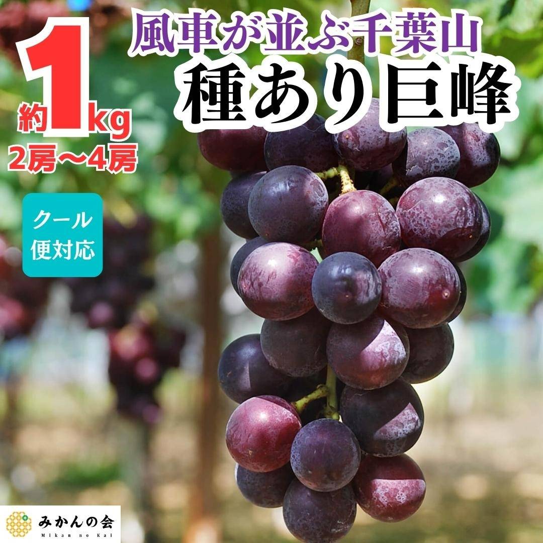 【出荷開始】風車が並ぶ千葉山の種あり巨峰🍇｜株式会社みかんの会　和歌山有田の種あり巨峰通販