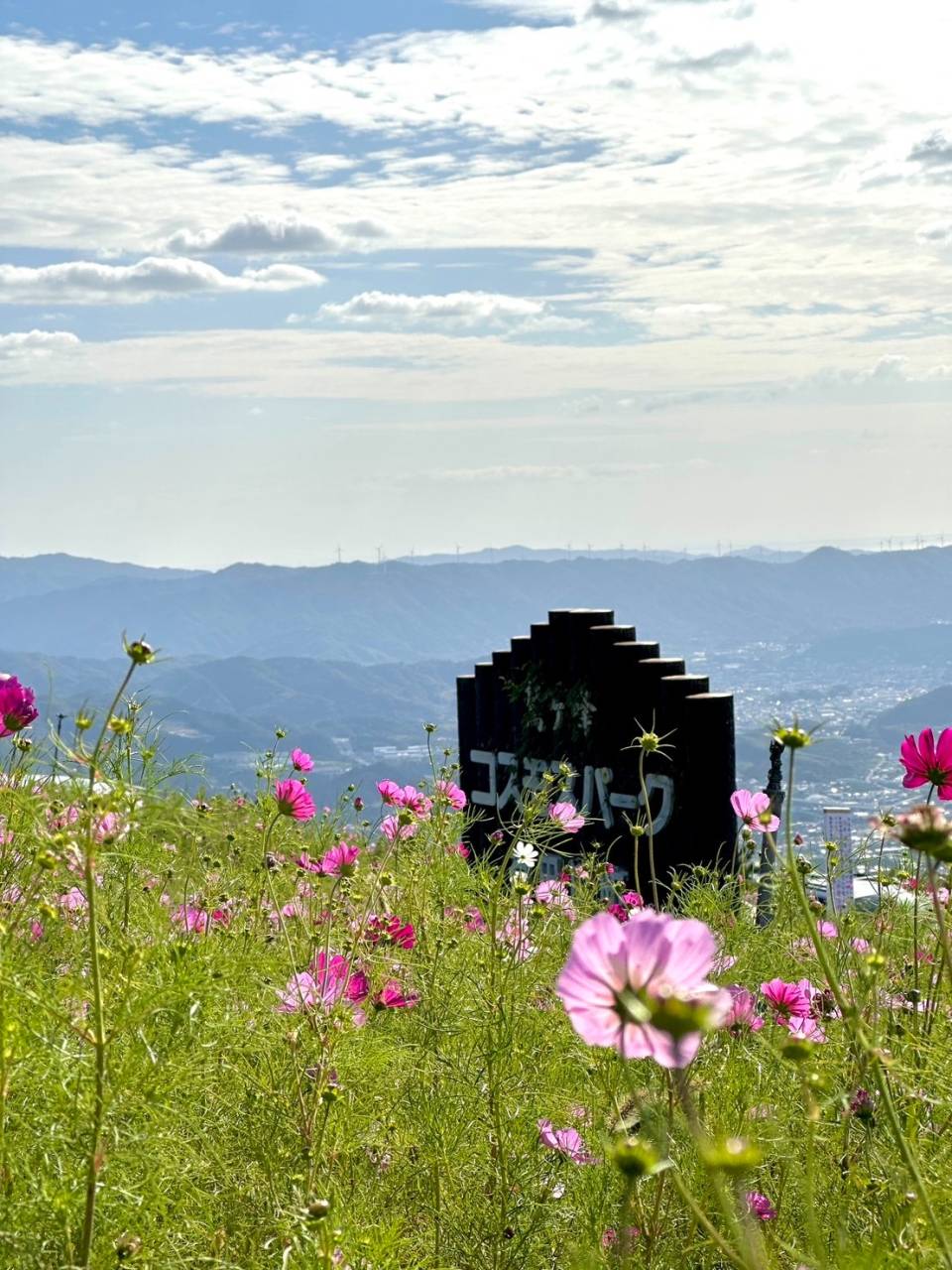 【イベント情報】コスモスパーク🌸でみかんジュース販売｜株式会社みかんの会　和歌山有田のみかんジュース通販