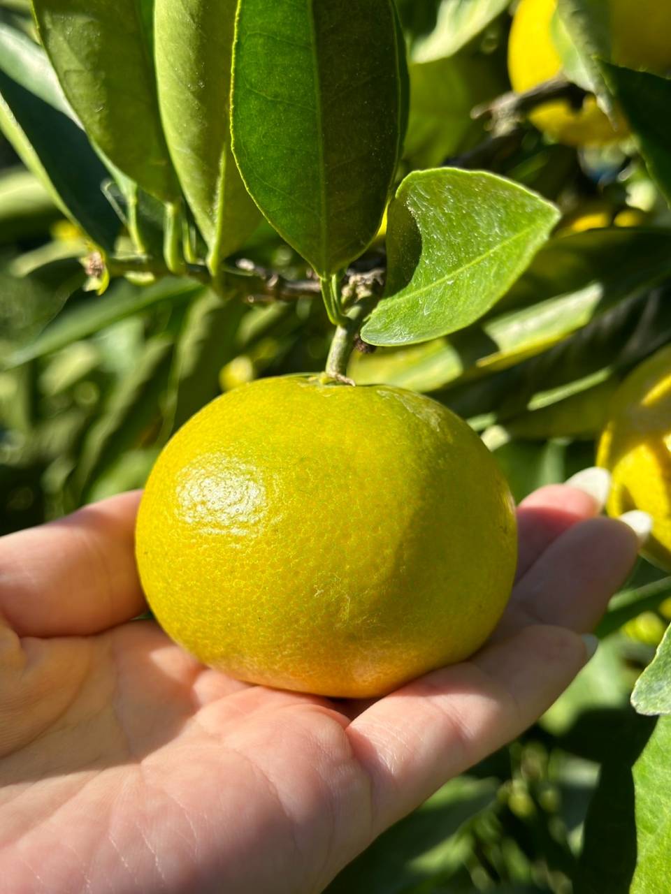 みかんの色付き🍊今年はどんなみかんかな❓｜株式会社みかんの会　和歌山有田のみかん　通販