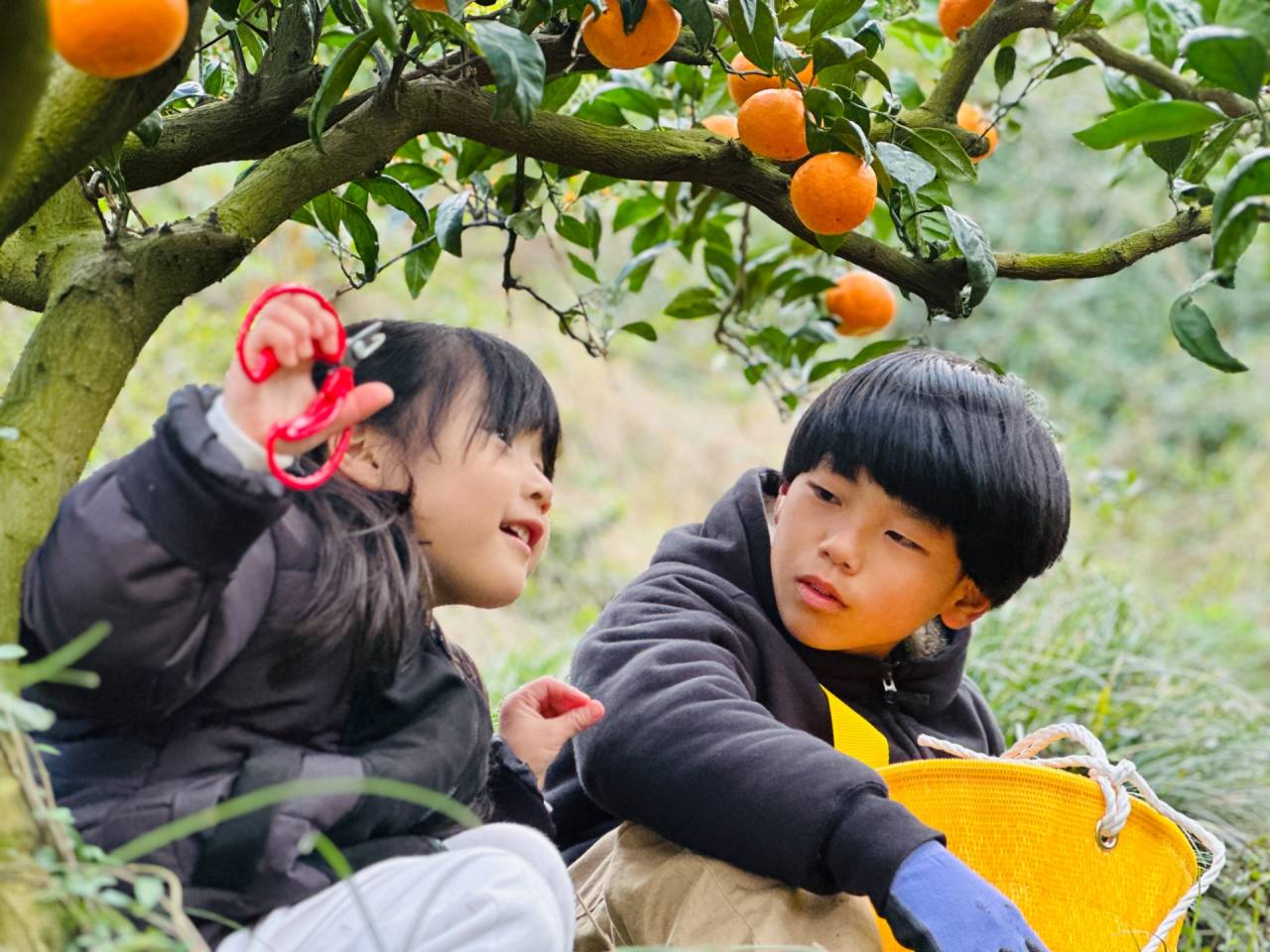 子供たちがみかん🍊の収穫体験✨｜株式会社みかんの会　和歌山有田のみかん通販