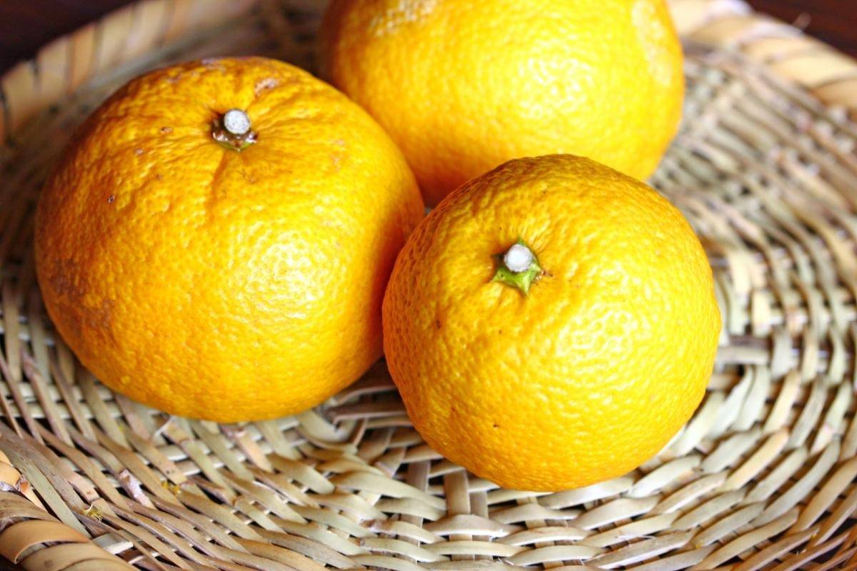 みかんを日持ちを長持ちさせる保存方法と見分け方のコツについて徹底解説