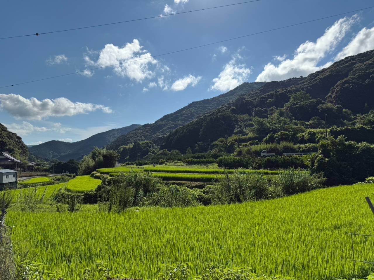 稲の花が咲きました🌾｜株式会社みかん　和歌山有田の米通販