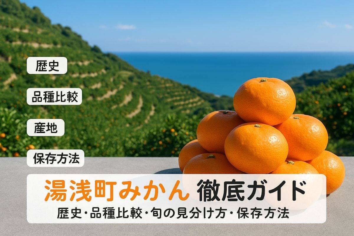 湯浅町のみかんの歴史と品種比較｜主な産地や旬の見分け方・保存方法も徹底ガイド