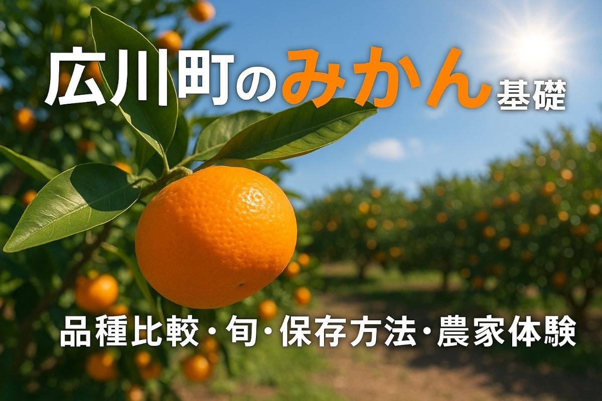 広川町のみかんについて基礎知識と産地の特徴を解説！品種比較や旬・保存方法・おすすめ農家体験も紹介