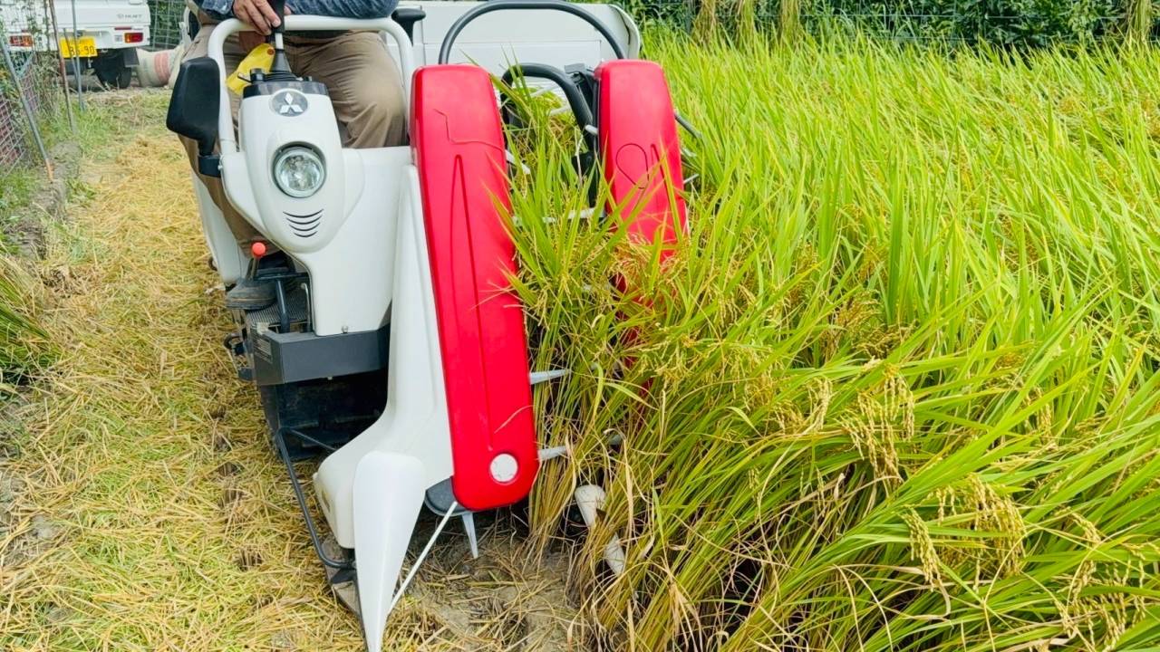 稲刈りの季節🌾✨｜株式会社みかん　和歌山有田のお米通販