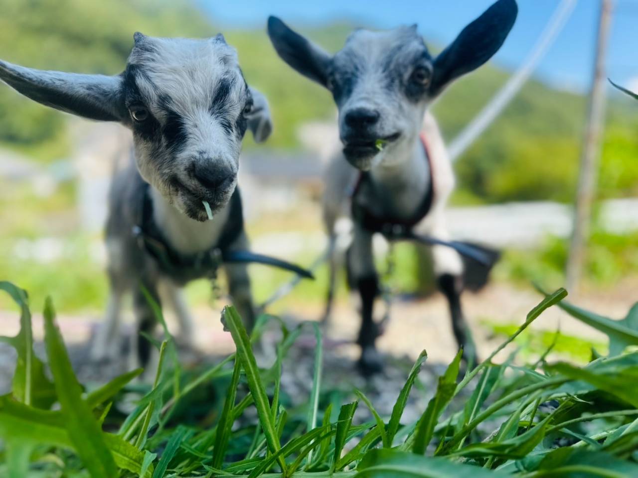 nakama-yagi-kodomo-20250920