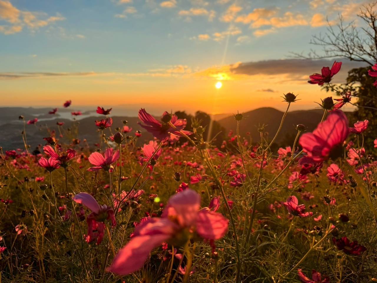 今年も無事終了！コスモスパーク✨｜株式会社みかん　和歌山有田のみかん通販