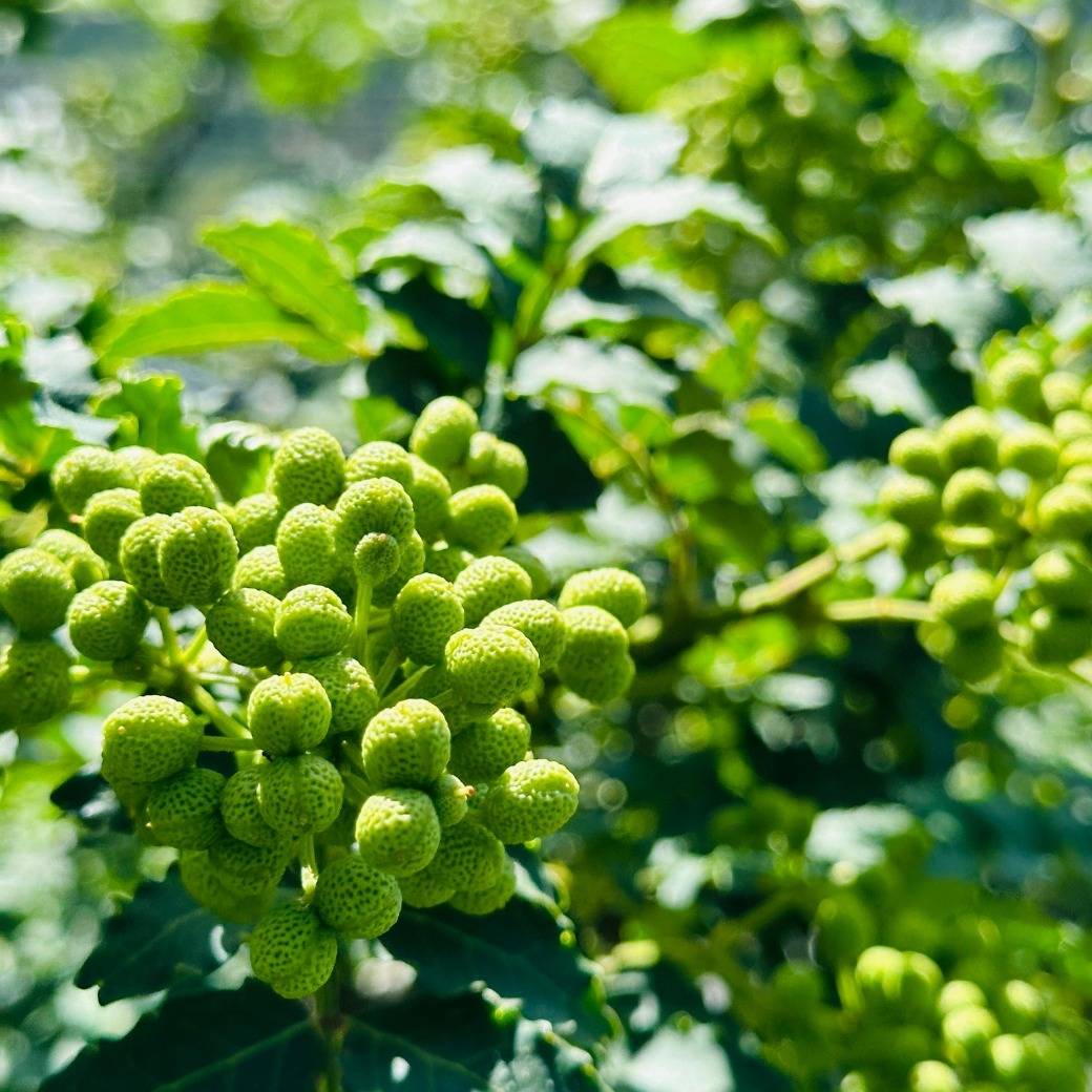 お得！冷凍山椒のクーポン期間限定で発行しました✨｜株式会社みかん　和歌山有田の山椒通販