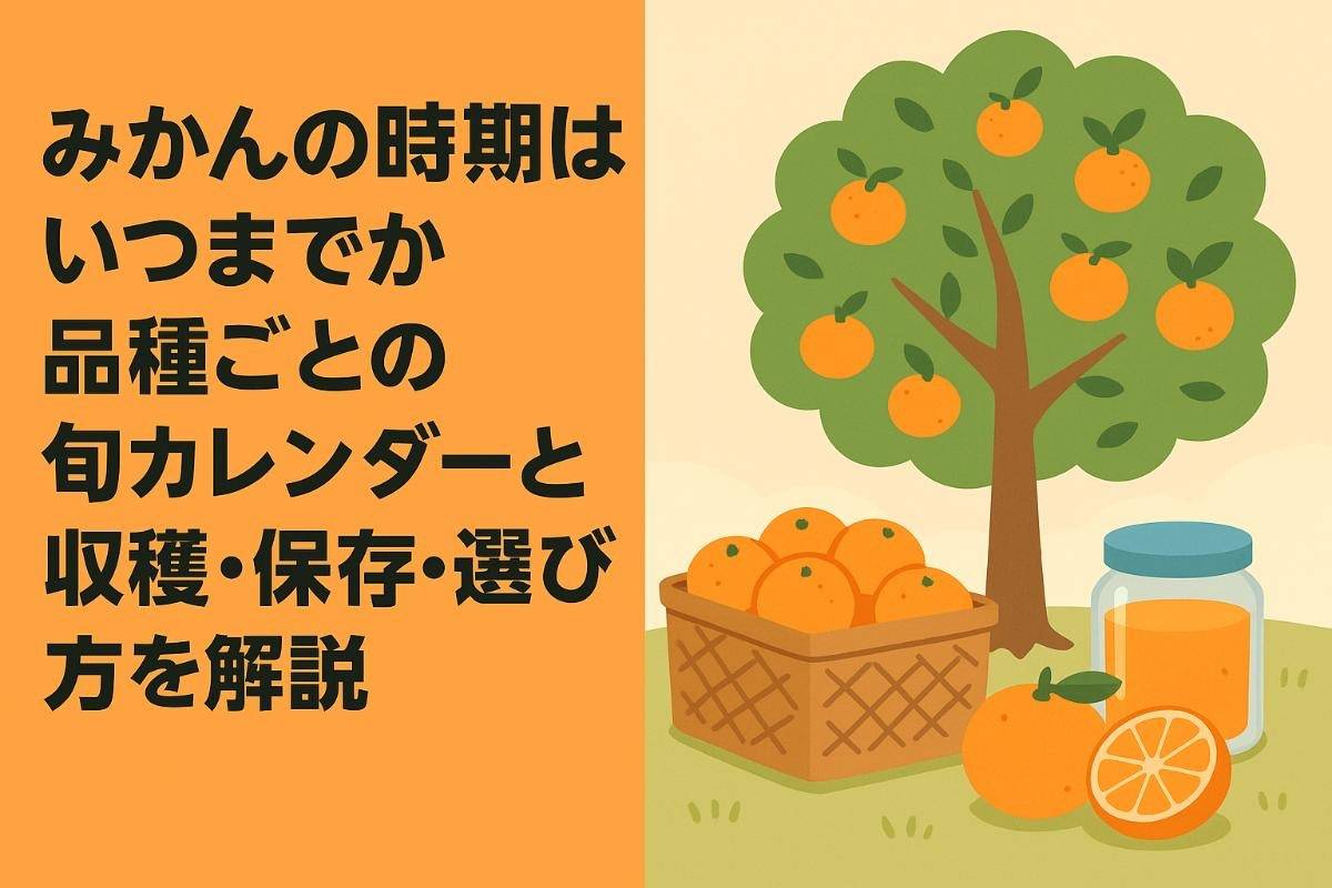 みかんの時期はいつまでか品種ごとの旬カレンダーと収穫・保存・選び方を解説