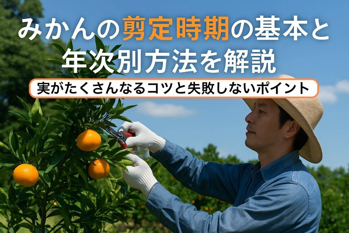 みかんの剪定時期の基本と年次別方法を解説｜実がたくさんなるコツと失敗しないポイント