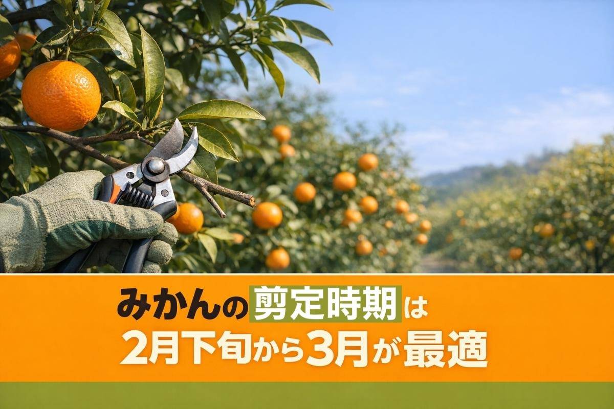 みかんの剪定時期は2月下旬から3月が最適|年次別の方法と失敗しないコツ