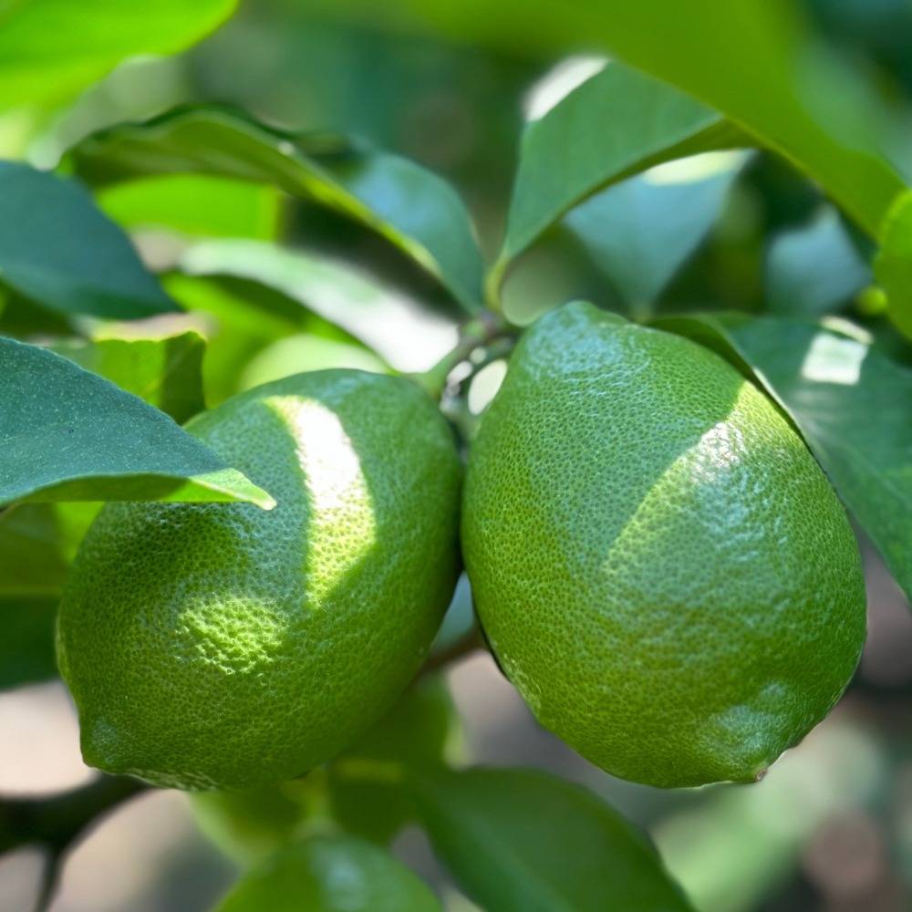 🍋💚 今年もグリーンレモンが入荷しました〜！｜みかんの会 和歌山有田のレモン