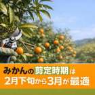 みかんの剪定時期は2月下旬から3月が最適｜年次別の方法と失敗しないコツ