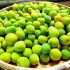 和歌山・有田の青梅、今年も予約受付が始まりました。｜みかんの会 和歌山有田の梅