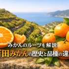 みかんのルーツ完全解説 有田みかんの歴史と品種の違いを徹底比較