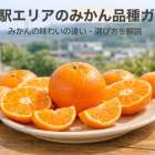 藤並駅エリアのみかん品種ガイド みかんの味わいの違い・選び方を解説