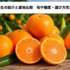 みかん早生の紹介と産地比較｜旬や糖度・選び方完全ガイド