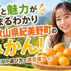 旬と魅力がまるわかり和歌山県紀美野町のみかん！発送時期や選び方で満足度アップ
