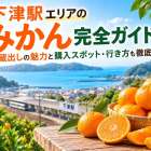 下津駅エリアのみかん完全ガイド！旬や蔵出しの魅力と購入スポット・行き方も徹底紹介